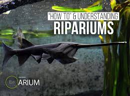 Riparium Complete Care Guide How To Build Bantam Earth In 2020 Plants In Jars Aquascape Design Cool Fish Tanks