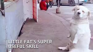 But fat dog mendoza knows justwhat to do! If Dogs Were Human This Dog Sits Like A Human To Get Free Food Youtube