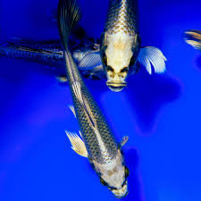 Buy fluff & tuff available in greensboro, nc. Six Reasons Your Koi Aren T Growing And What You Can Do About It Next Day Koi