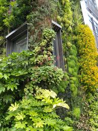 Vertical Garden Athenaeum Piccadilly London Lvingplantwalls Plantwalls Coolverticalgardens Gardenon Vertical Garden Vertical Garden Planters Green Facade