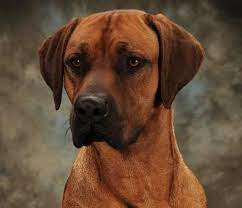 Rhodesian Ridgeback Beautiful And Intelligent Rhodesian Ridgeback Puppies Rhodesian Ridgeback Dog Dog Breeder