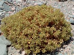 Image result for Zygophyllum leucocladum