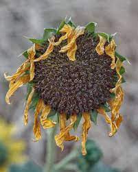 End Of Summer Approaches Wilted Flower Sunflower Yellow Wildflower Yourtake Yourtake Canon Photos Nature Beautyof Happy Flowers Flowers Wild Flowers