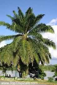 Image result for Elaeis guineensis