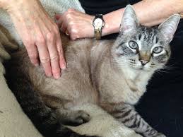 A Guide To Checking Your Cat S Vital Signs At Home Cats Vital Signs Medical Health Care