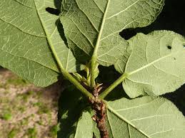 Image result for Buchnerodendron