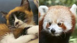 Unusual Looking Kitten Resembles A Red Panda Rare Cat Breeds Panda Dog Pets
