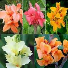 Pin On My Garden Ideas