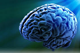 Image result for brain cell