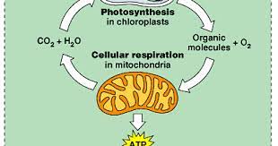 Maybe you would like to learn more about one of these? Plant Life Glycolysis And Fermentation