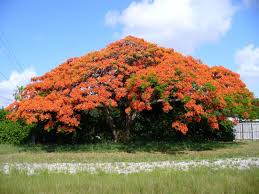 Delonix regia is a species of flowering plant in the bean family fabaceae, subfamily caesalpinioideae native to madagascar. Flamboyant Delonix Regia Feedipedia