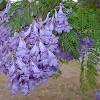 This is the time of year when people ask what are the purple flowered trees we see along the highway? there are two possibilities, the most likely being the princess tree, paulownia tomentosa. 1
