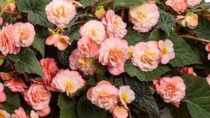 Culture Report Begonia Double Delight Series Greenhouse Product News