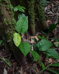 Image result for Culcasia