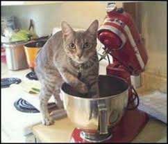 Cartoon cats possess even more deaths than the traditional nine lives might comfortably afford. Cat Jokes Funny Jokes