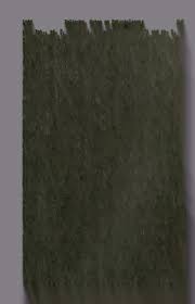 Image result for Eriocaulon teusczii