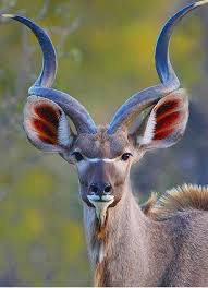 Beautiful Kudu Bull Similar To An Impala Or An Antelope Animals Nature Animals Animals Wild