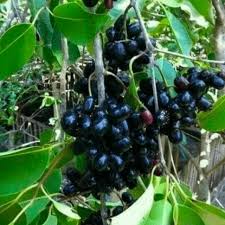 Image result for Syzygium cumini