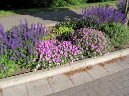 Mit diesen tipps gedeiht bambus auch in ihrem garten. Pflanzen Fur Den Garten Gartenbob De Der Garten Ratgeber