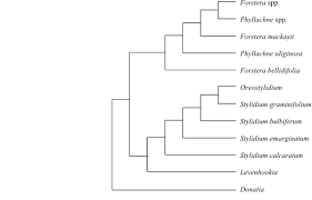 Image result for Gyrodoma hispida