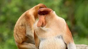 Yes, we did stop what we were doing at the office to watch this adorable video of two puppies, lain and daisy, bonding with a baby monkey, mubi. Shutterstock Monkey Funny Videos Proboscis Monkey Monkeys Funny
