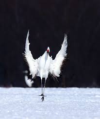 Music Dance Japanese Crane Kus