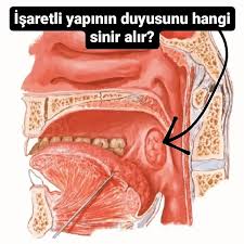 Image result for tonsilla palatina