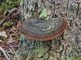 Image result for Phellinus pini