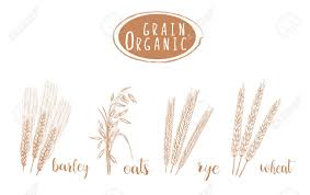 Organic Grain Sketch Illustration Hand Drawing Wheat Barley Royalty Free Cliparts Vectors And Stock Illustration Image 80490185 Drew emz for y'all and i (emz) u/brytheredstoner. organic grain sketch illustration hand drawing wheat barley