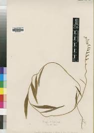 Image result for Cyphia lasiandra