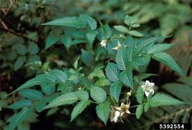 Image result for Rubus steudneri