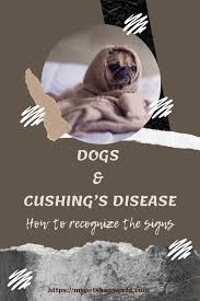 Pin On Dogs Diseases