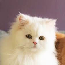 See full list on thesprucepets.com Caring For A Persian Cat
