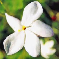 Check spelling or type a new query. Jasmine Perfume Note And Material Bois De Jasmin