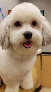 Petsmart grooming flowood