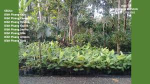 Jual Bibit Pisang Cavendish Kultur Jaringan Kabupaten Bandung Barat Benih Pisang Kultur Jaringan Kabupaten Bandung Barat Bibit Pisang Baran Benih Pisang Kota
