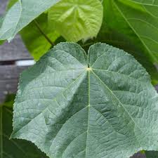 Image result for Dombeya buettneri