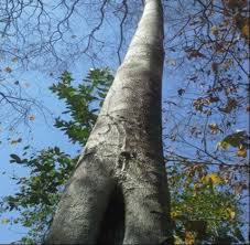 Image result for Bivinia jalbertii