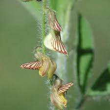 Image result for Crotalaria steudneri