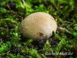 Image result for Scleroderma polyrhizon