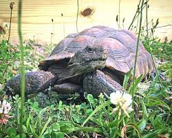 Pin By Mariluz Garcia On Schildkroten Turtles Tortoise Tortoise Turtle Desert Tortoise Turtle