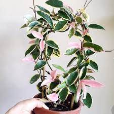 Hoya Carnosa Krimson Queen Wax Live Plant Indor Houseplant Etsy Plants Hoya Plants Variegated Plants