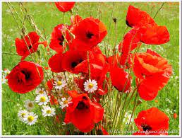 Le coquelicot nous séduit avec son apparence fragile et sa légèreté, sans oublier sa couleur rouge puissante qui offrez donc un beau bouquet de coquelicots à tous ceux qui vous sont chers, qu'ils soient toujours auprès de vous ou qu'ils vous aient quitté. Comme Un P Tit Coquelicot Aux Petits Bonheurs D Arielle