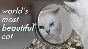 Many stumblers put photos of their own pets on the site, and we gotta say, they really have cute kittens. Nifty The World S Most Beautiful Cat Facebook