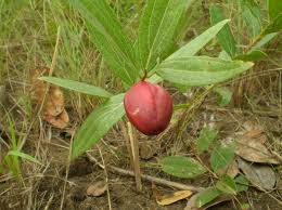 Image result for Anisophylleaceae