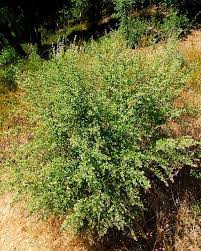 Coyote Brush Baccharis Pilularis Curbstone Valley Excellent Plant For Xeriscaping And A Late Summer Early Fall Nectar So Xeriscape Plants Master Gardener