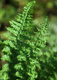Image result for Dryopteris kilemensis