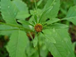 Image result for Bidens flagellata