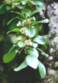 Image result for Hippocratea goetzei