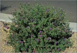 Image result for Ruellia praetermissa